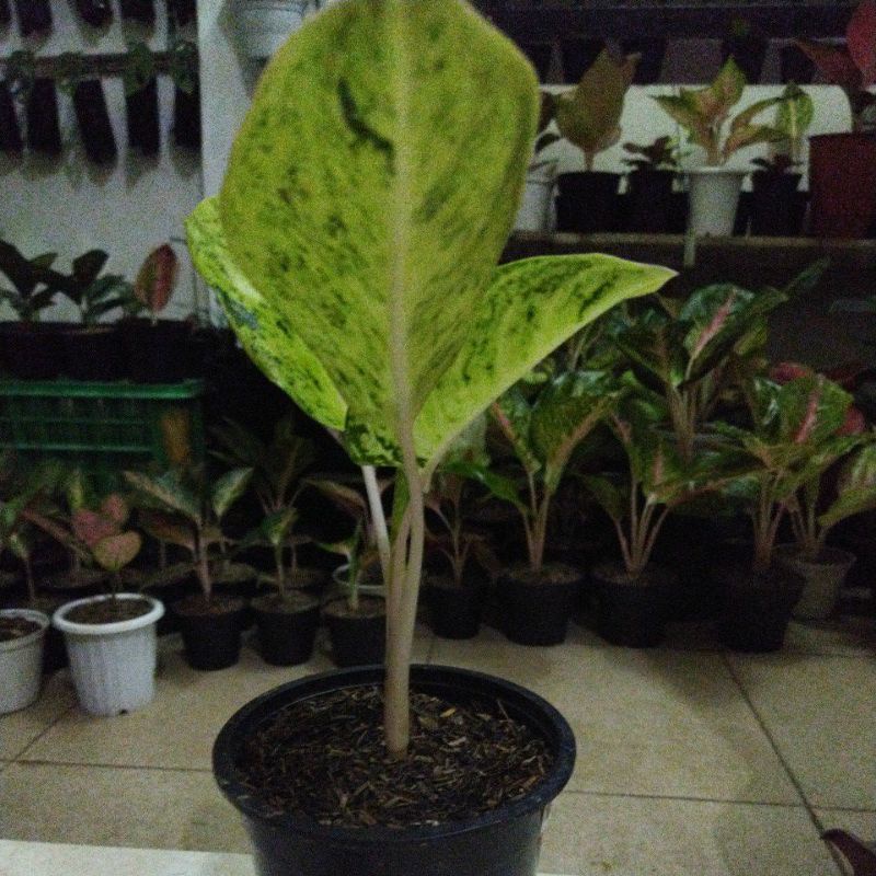 aglonema big roy white realpict bigroy putih 3+