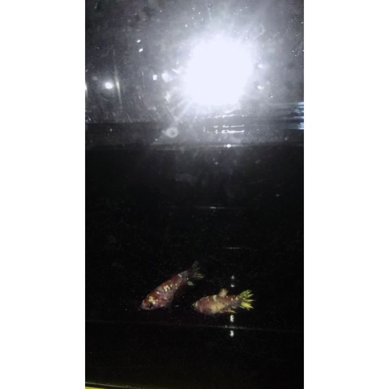 cupang copper gold koi satu pair