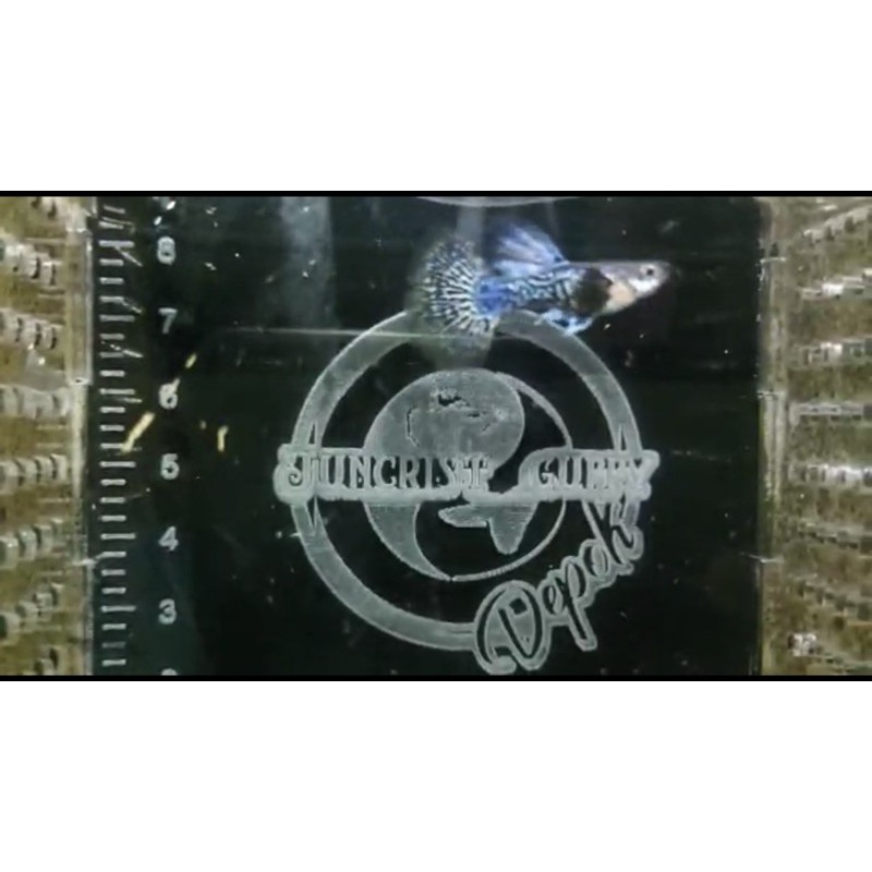 

Ikan Guppy Blue Dragon grade A