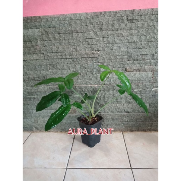 Tanaman Syngonium Auritum, Singonium Podophyllum Auritum