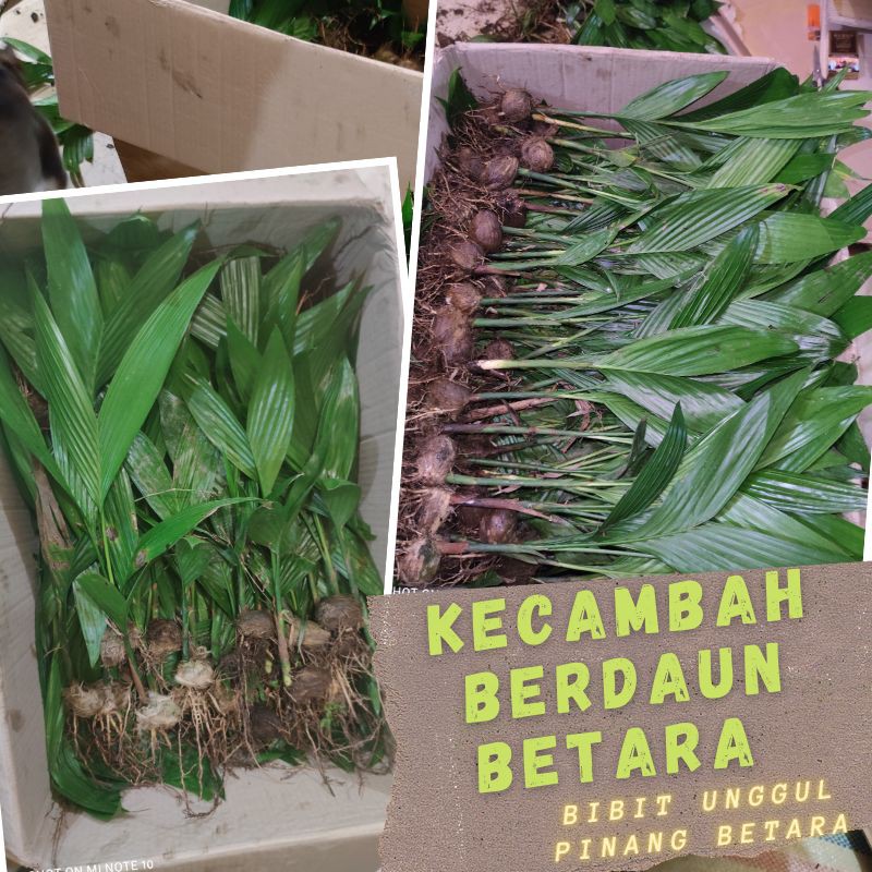 Pinang kecambah berdaun Betara