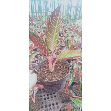 aglaonema Pride of Sumatra