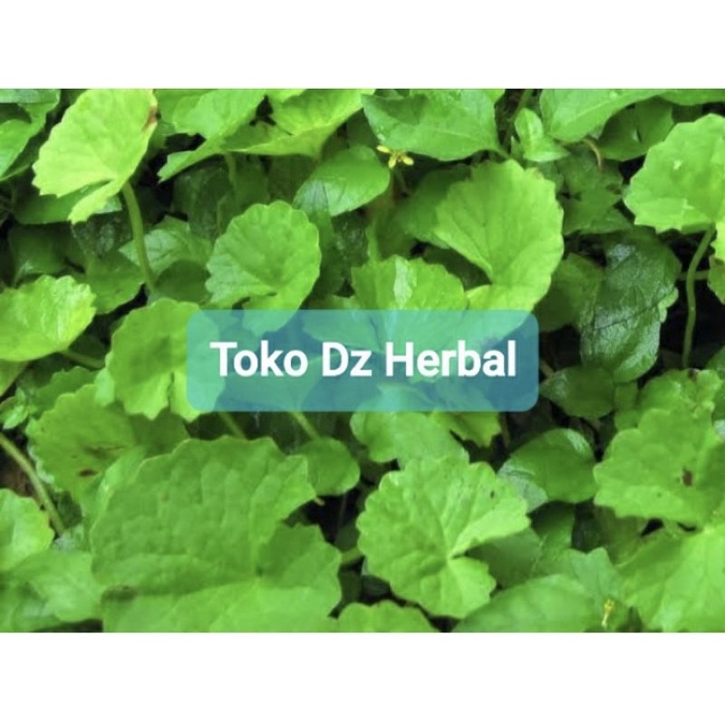 

Daun pegagan daun antanan segar 250 gram-az