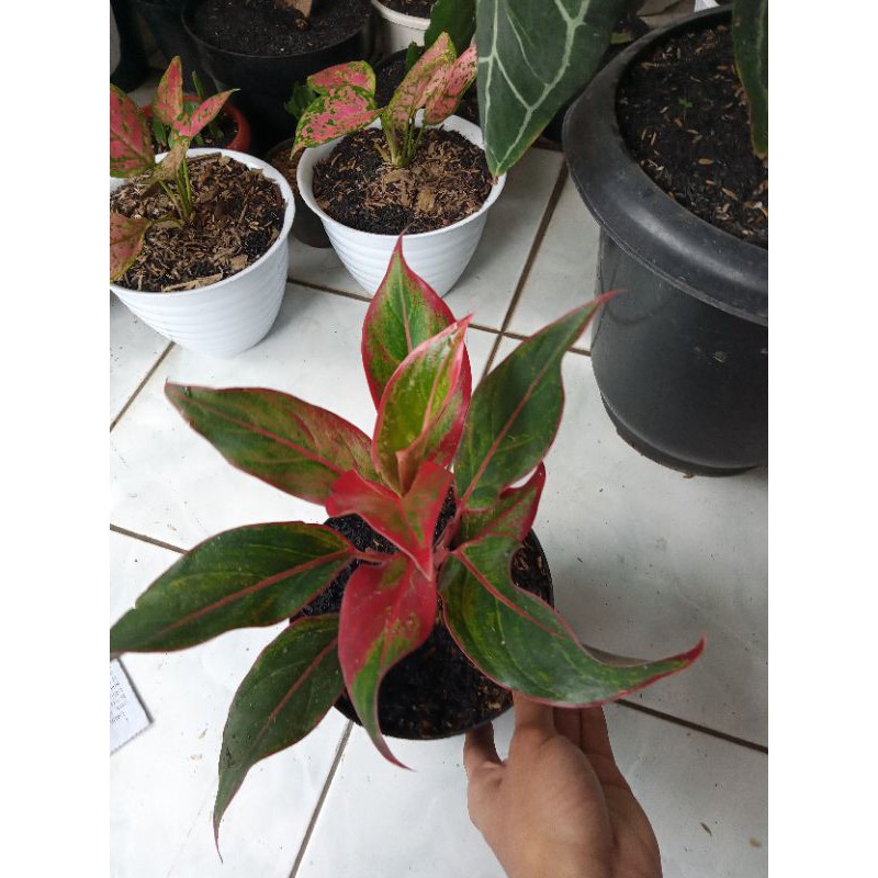 AGLONEMA LISPTIK MUTASI / SIAM AURORA MUTASI