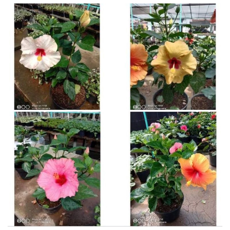 tanaman bunga sepatu import