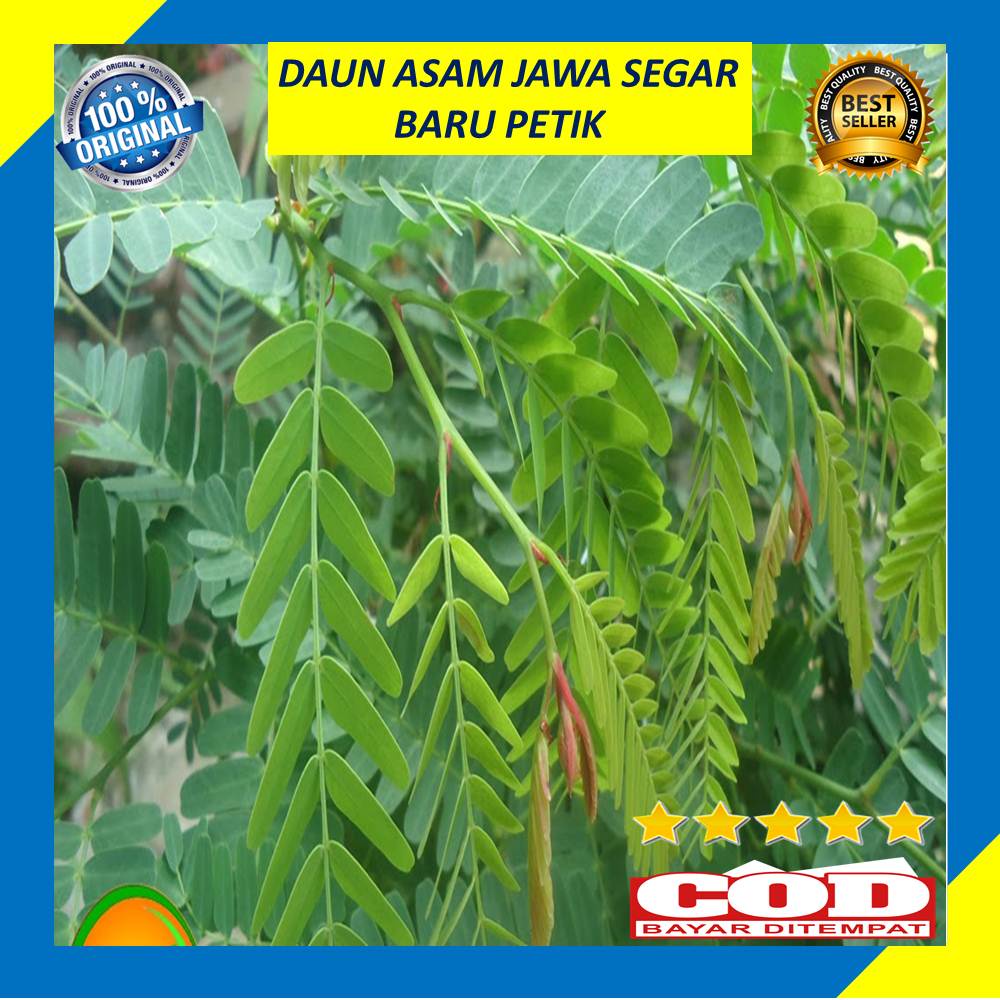 

Daun Sinom Asam Jawa Segar 250 Gram Obat Herbal