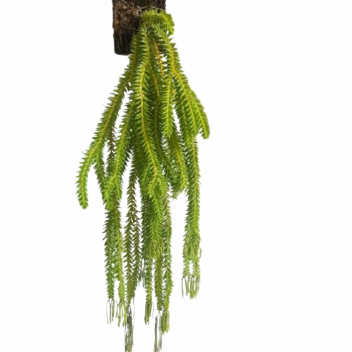 

Bf301Gf Promo Kumpai Bintang Gdfd601A