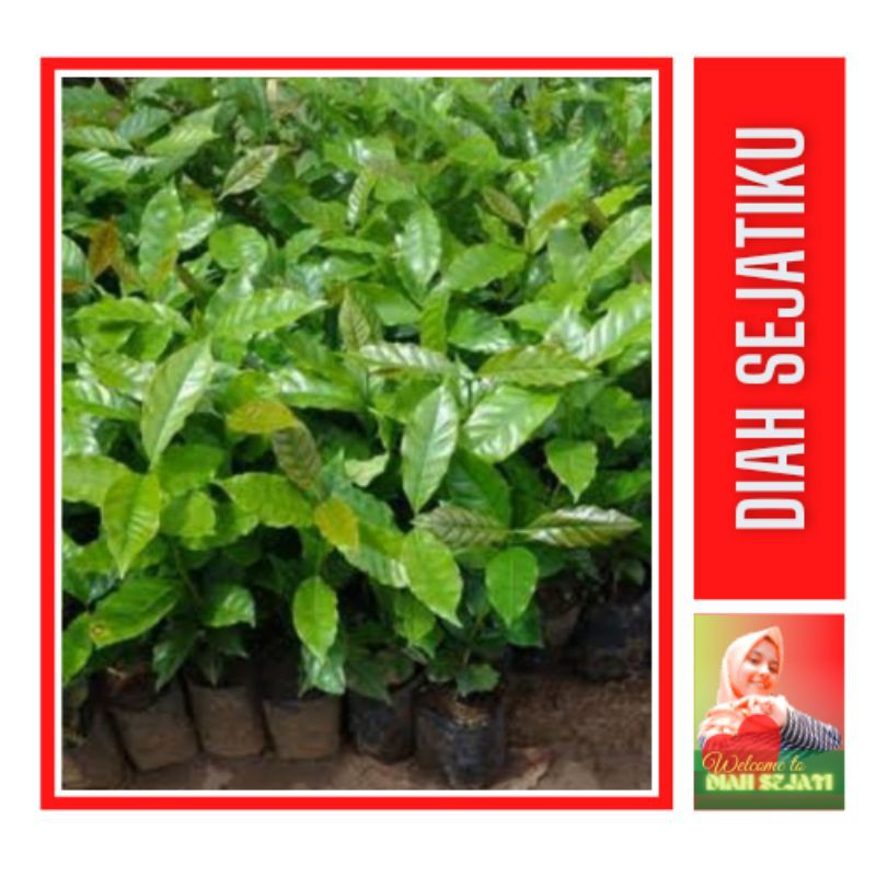 Bibit Kopi Nangka (Liberika)