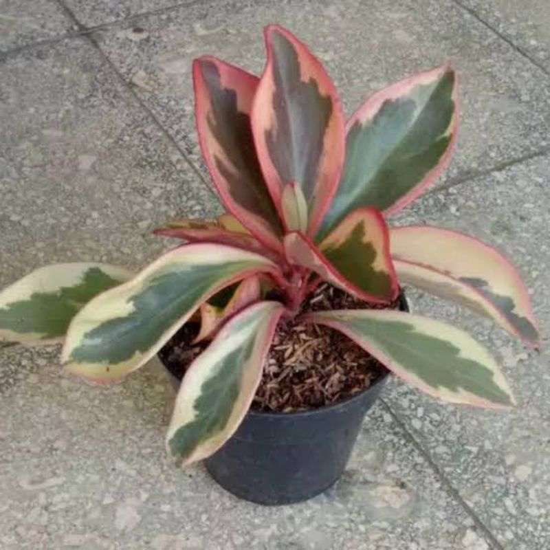 Peperomia merah - bibit tanaman hias peperomia merah