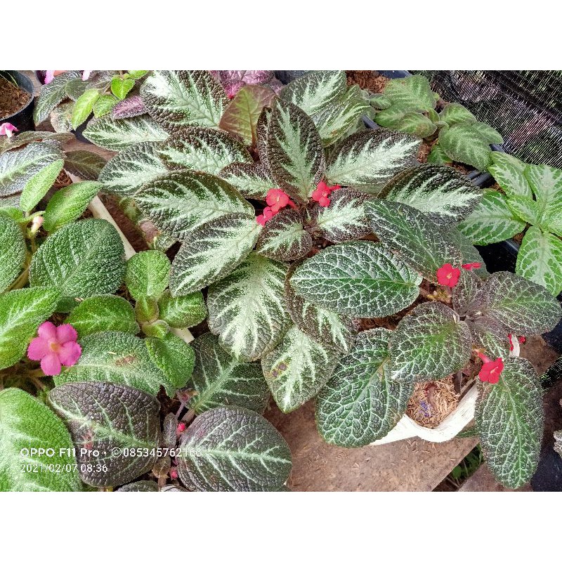 episcia karlyn