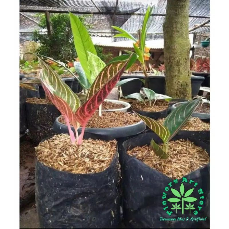 Bibit Aglonema Red Sumatra Daun 2