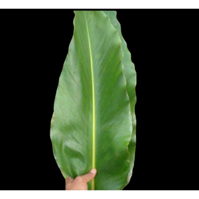 

Daun kecombrang fres 500g