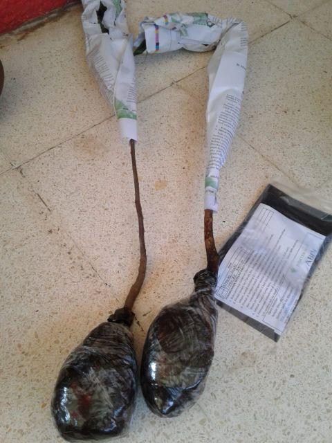 Tanaman Belimbing Madu / Dewi (buy 1 Get 1)