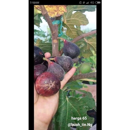bibit okulasi buah tiin sudah okulasi cepat berbuah pusat bibit okulasi majalengka