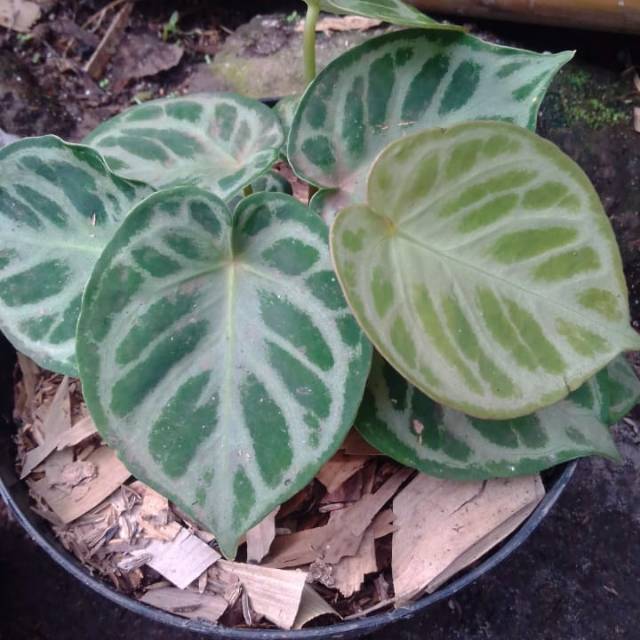 Anthurium Kuping  Gajah  Silver 