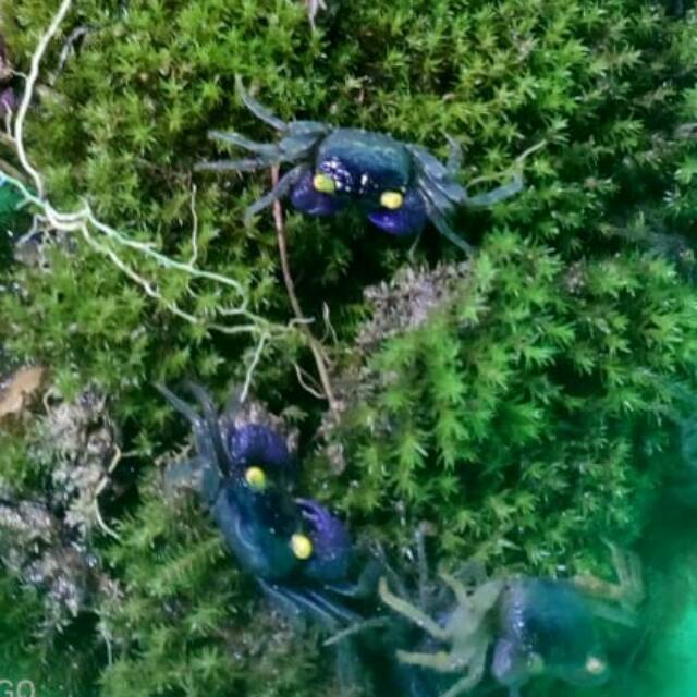Vampire Violet Yellow Eye Crab Kepiting Ungu