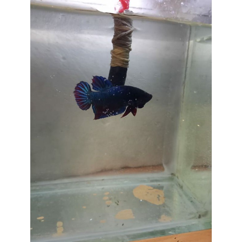 cupang aduan sakai ori