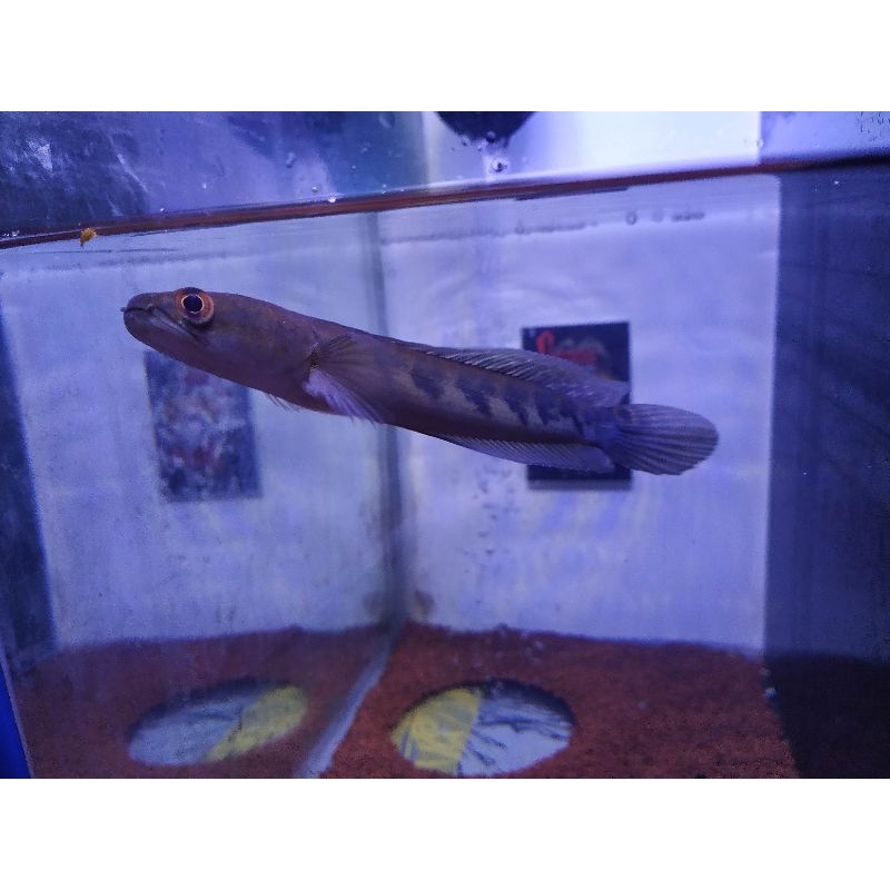 ikan channa maruliodes