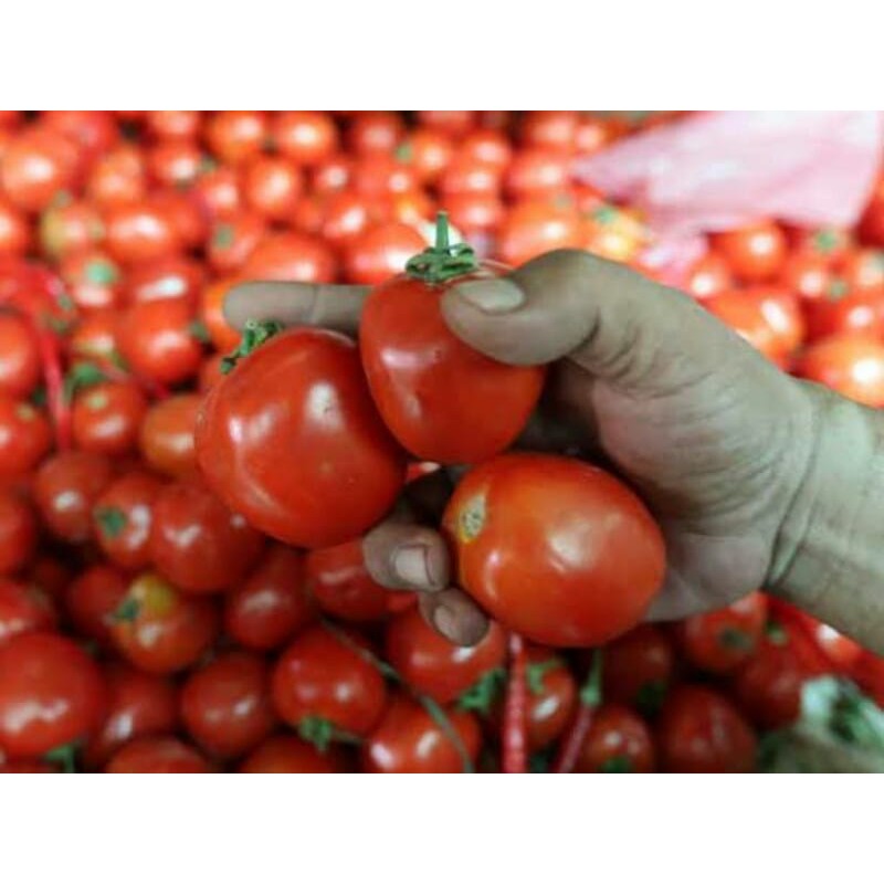 TOMAT / TOMATO BUAH SAYURAN SEGAR BUMBU DAPUR