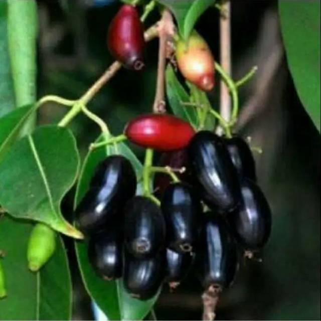 TANAMAN BIBIT JUWET HITAM TANPA BIJI