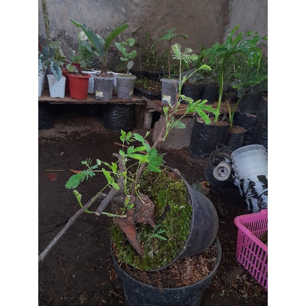 bibit bonsai putri malu/mimosa pudica