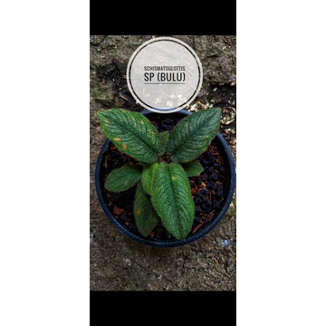 Schismatoglottis sp (bulu)