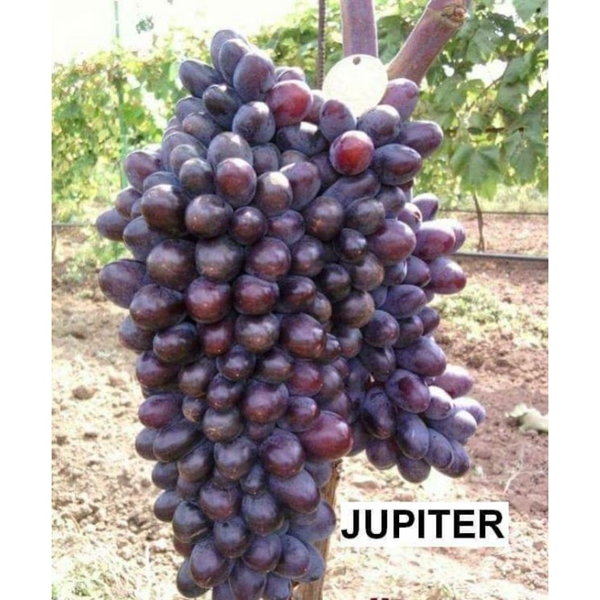 Bibit Anggur Import Jupiter