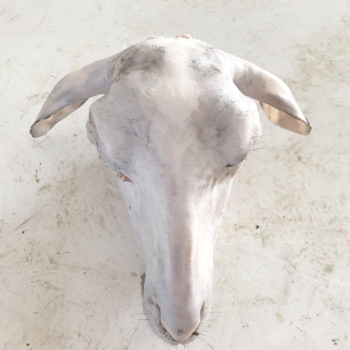 

Meat | Kepala Kambing Tanpa Kaki