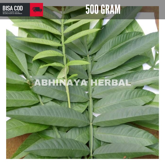 

Daun sungkai segar penguat imunitas 500 gram