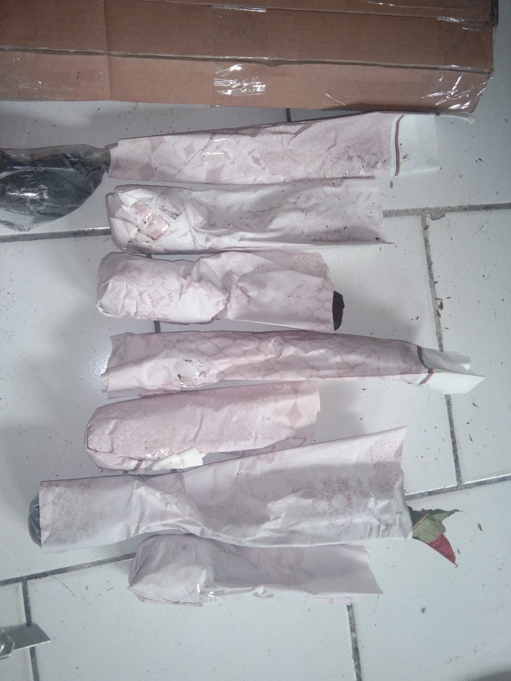 Tanaman Calathea Silver