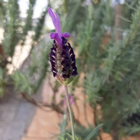 Tanaman Mexican Lavender toga
