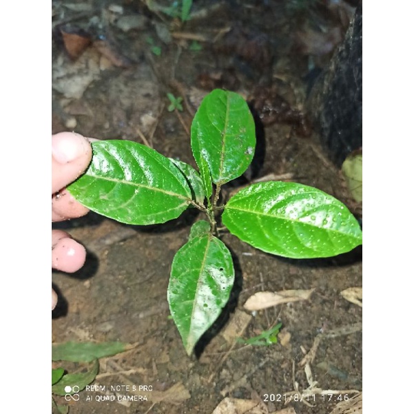 Bibit Tanaman Buah Markisa/ bibit markisa siap tanam