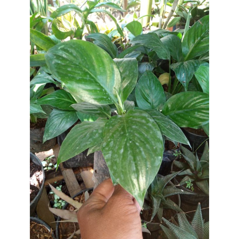 Tanaman Hias Sepatu Fhyllum Bangkok - Peace Lily Bangkok - Pembersih Udara