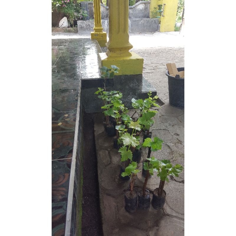 5 batang bibit anggur lokal