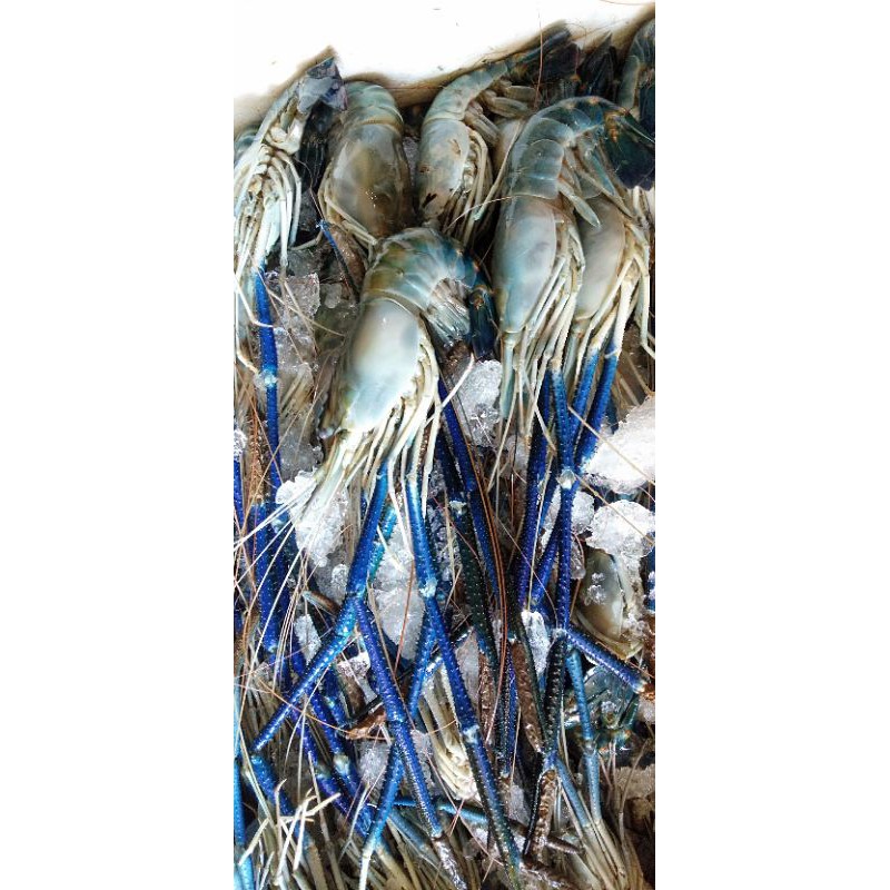 

udang galah fresh perkilo isi 3 pcs