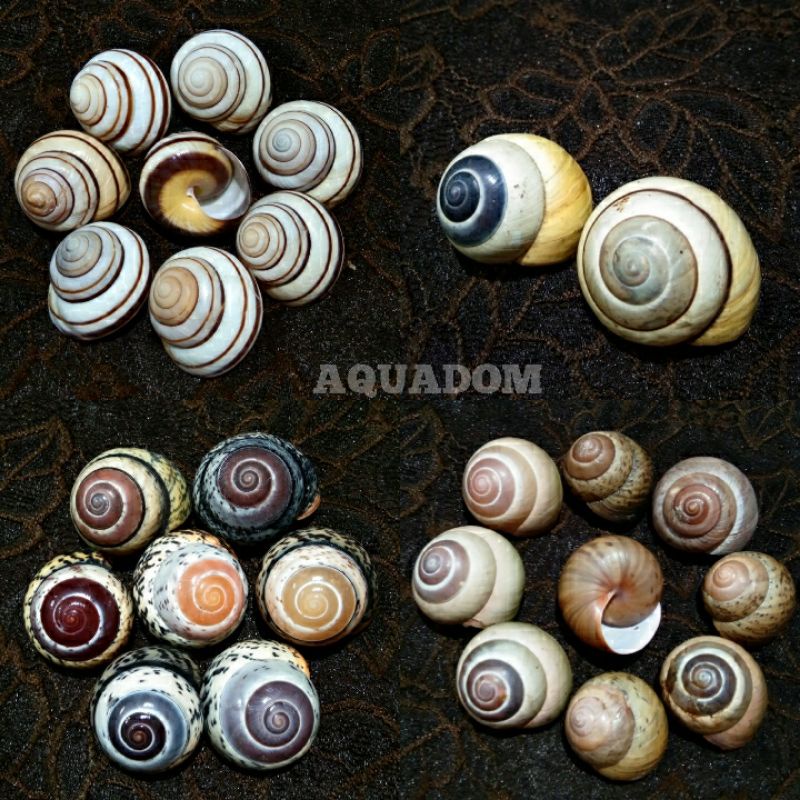 CANGKANG ASPERITAS POLYMORPHA SHELL LAND SNAIL / SIPUT KEONG DARAT