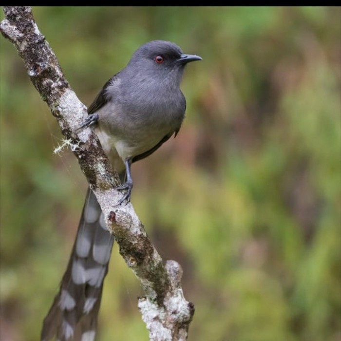 TERLARIS burung murai air mancur HG0710