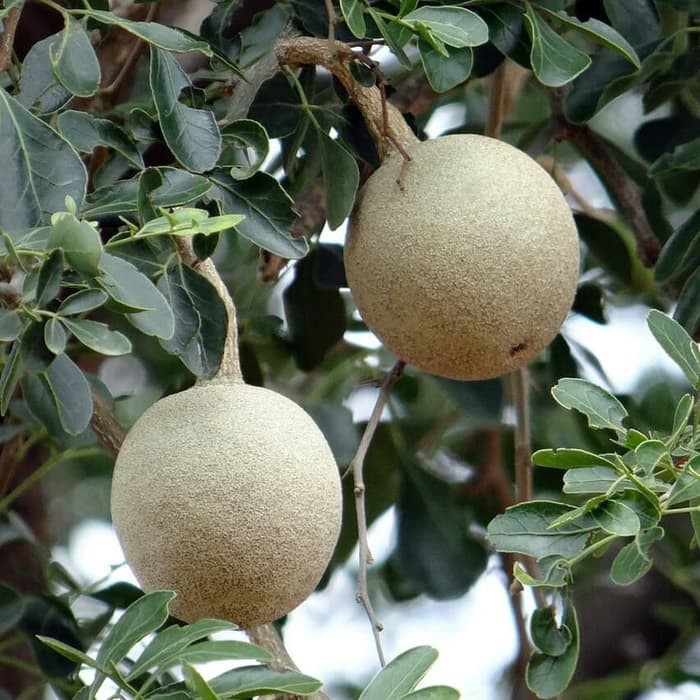 

Buah Kawista / Buah Batok Segar Aceh