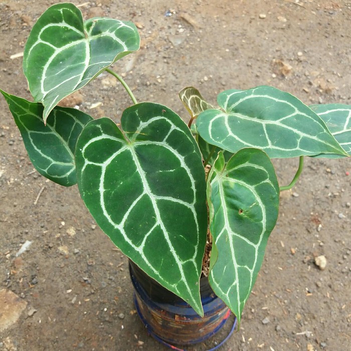 tanaman kuping gajah - pohon kuping gajah - kuping gajah