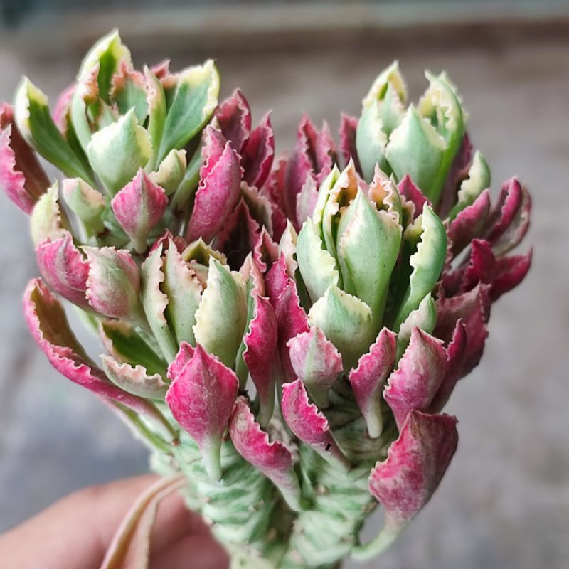 Monadenium Stapeliodes Varigata