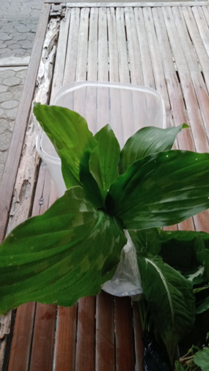 Tanaman Hias Calathea Merak Kencur