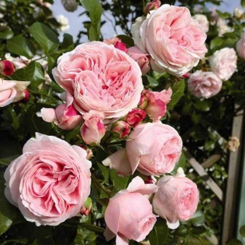 Tanaman Hidup Bunga Mawar Import Miranda- Mawar impor-mawar pink-mawar wangi-Mawar bunga besar-Mawar