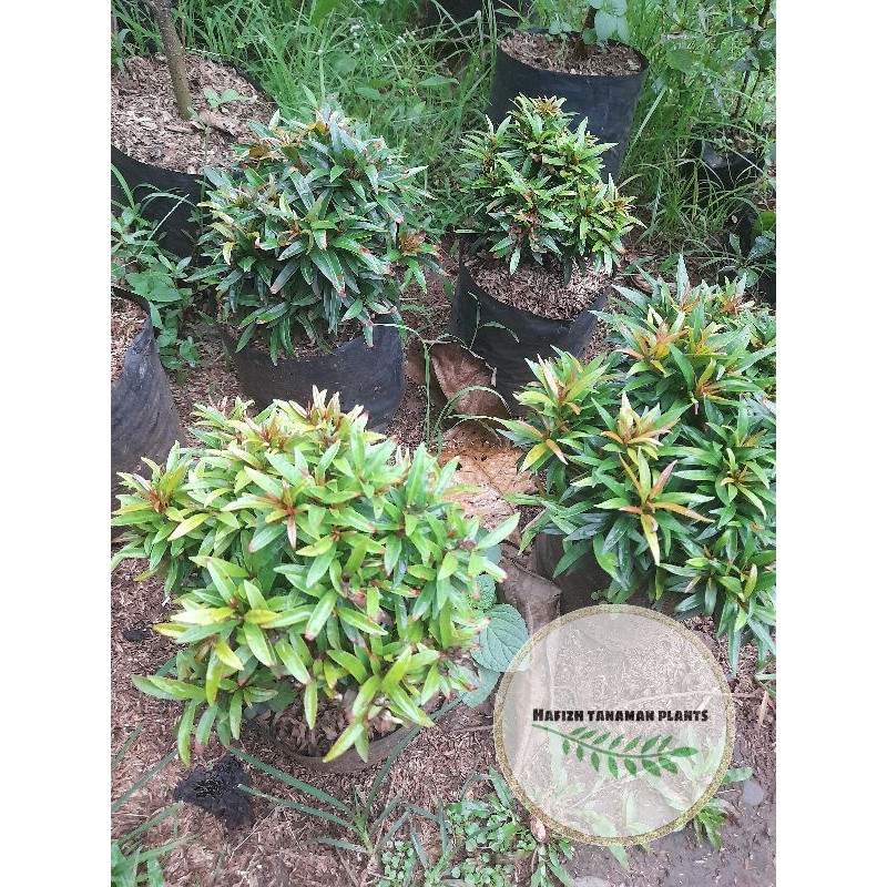 Tanaman Hias Pucuk Merah Mini - Pucuk Merah Mini Tanaman Hidup-,Bunga Hidup Murah Bunga Hiasan rumah