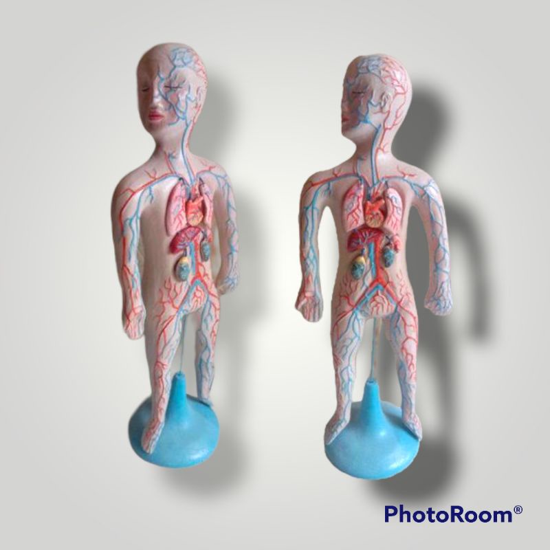 

Torso model peredaran darah lepasan alat edukasi pembelajaran praktek pendidikan