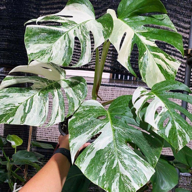 promo monstera monthai - tanaman koleksi monstera variegata monthai bibit bonggol monstera variegata
