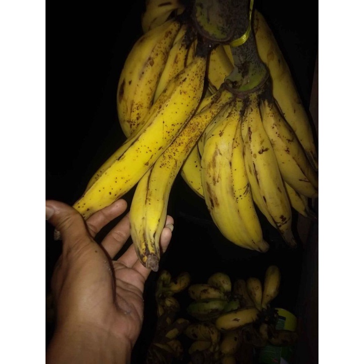 

Pisang Tanduk 1 pcs