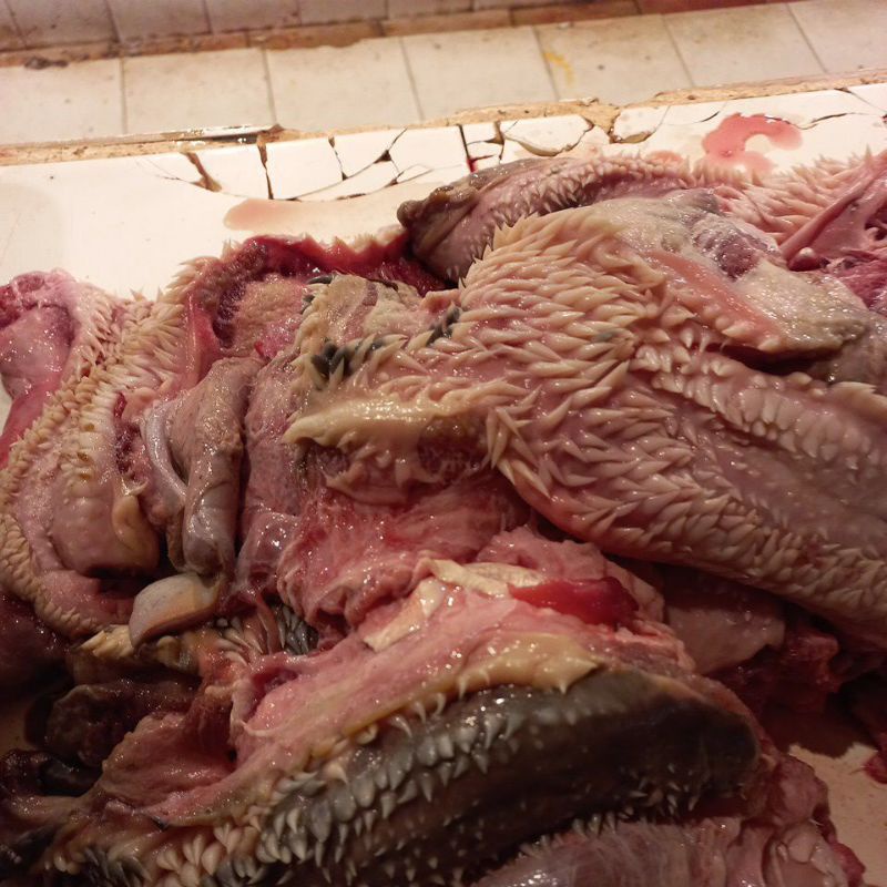 

daging kepala sapi/cingur
