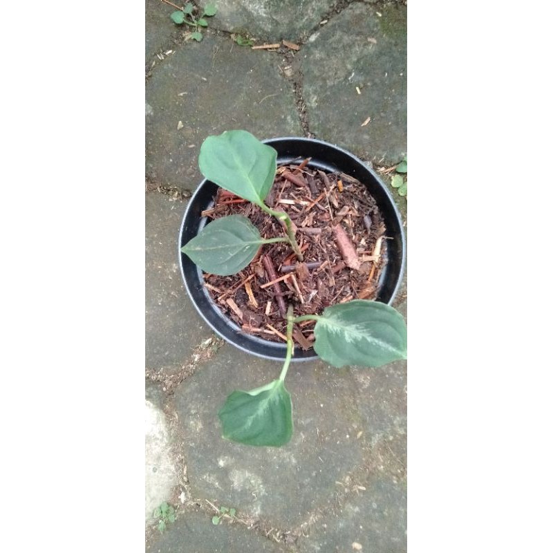 Aglonema Pictum Tricolor ( baby )