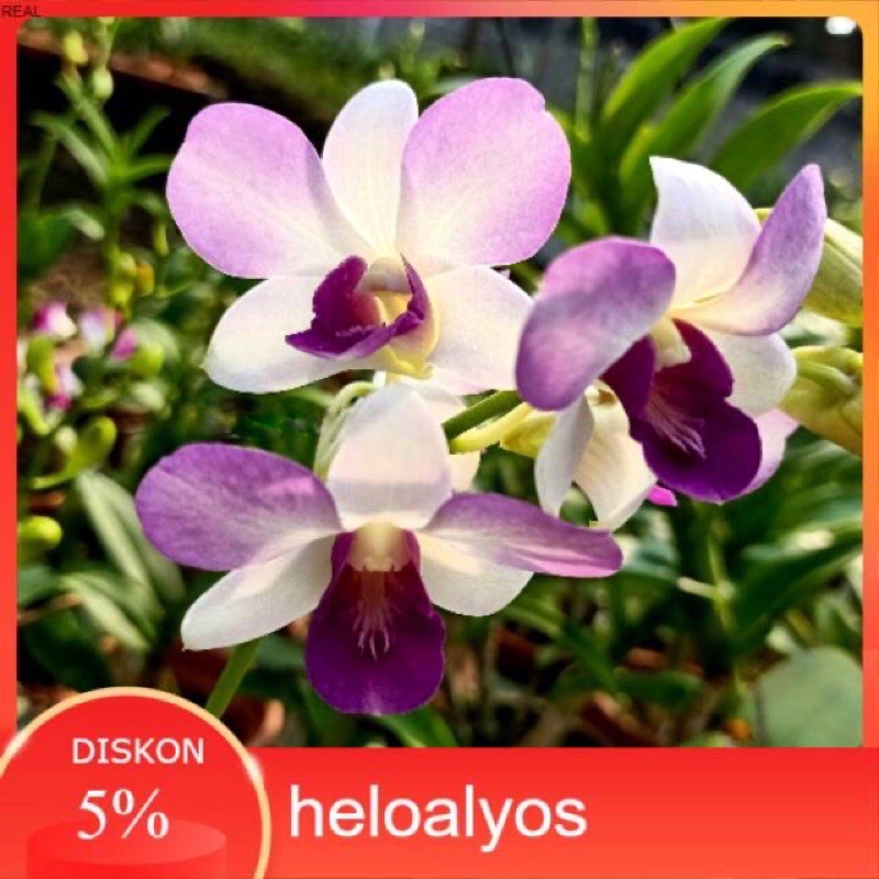 Anggrek Dendrobium Arindang Blue Angel