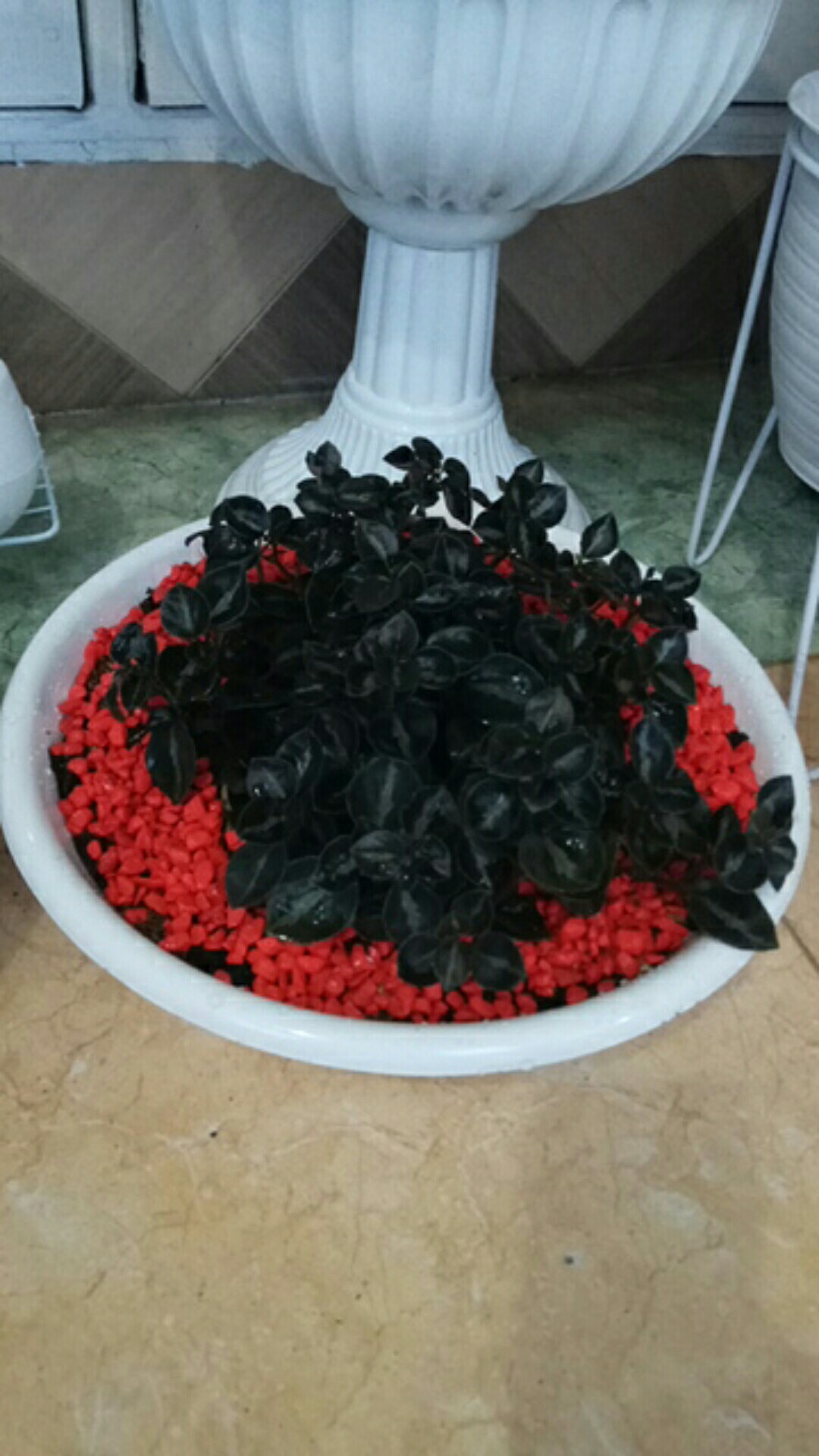 Bjp Bonsai 06 Bulat 35cm Pot Bunga Bonsai Bulat Ceper Ori Budi Jaya 06